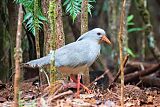 Kagu